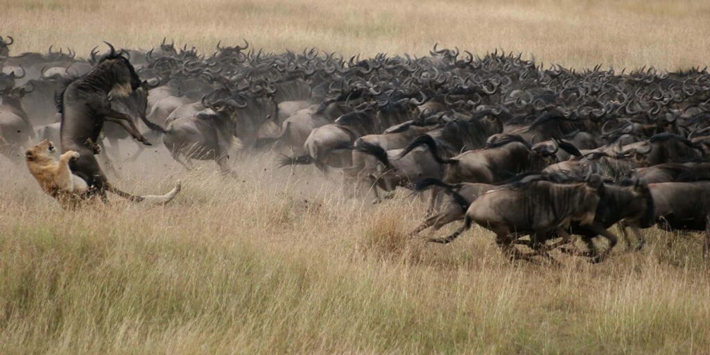 Serengeti Wildebeest Migration Safari