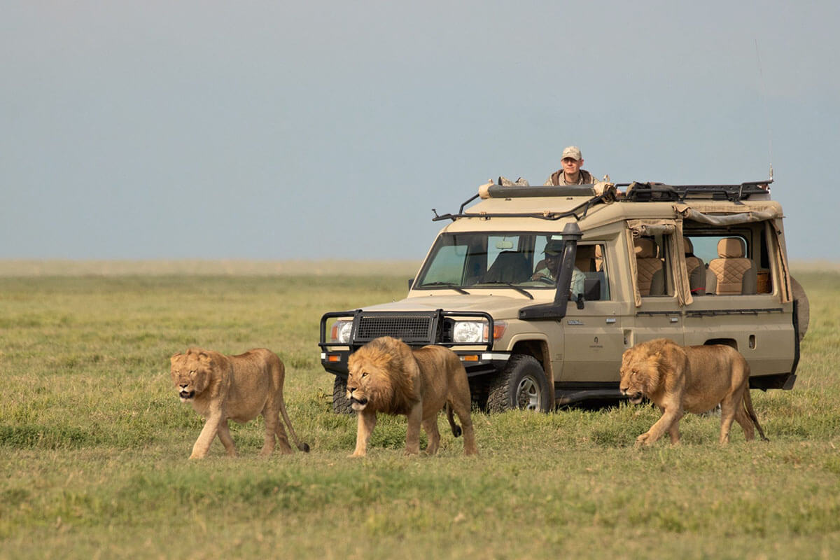 serengeti and ngorongoro crater safari