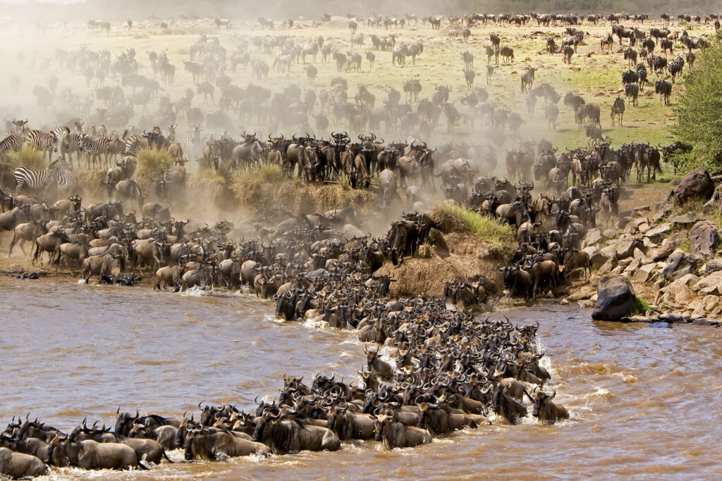 Serengeti Wildebeest Migration Safari