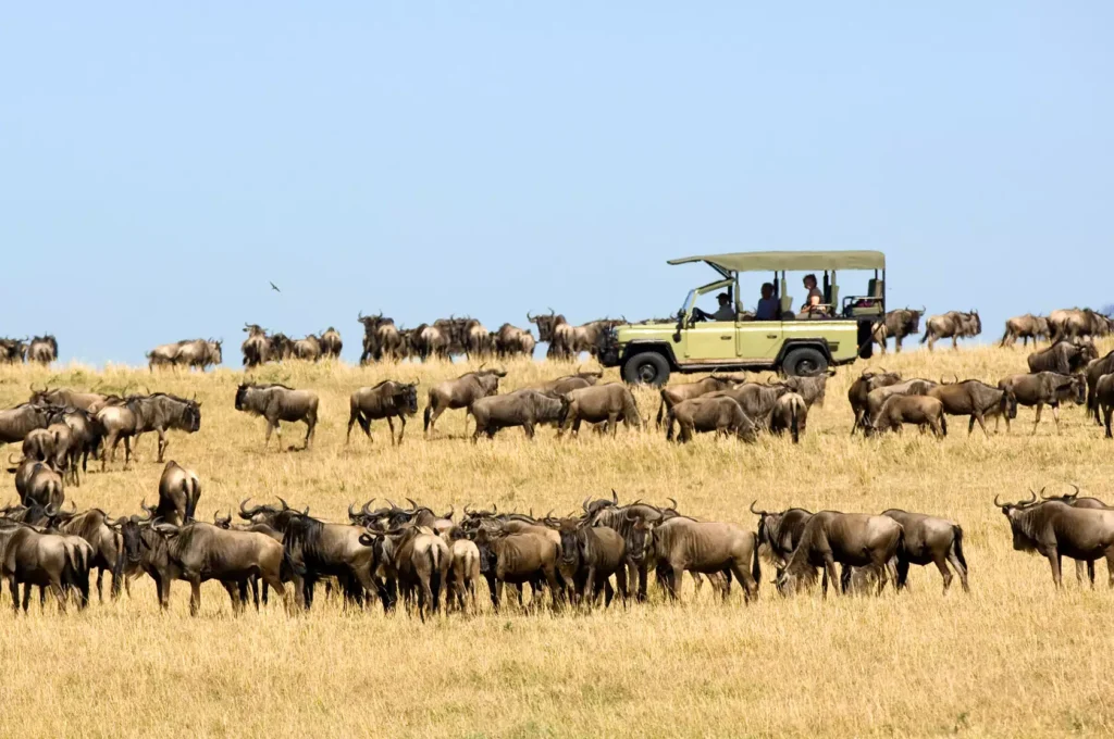 Serengeti Wildebeest Migration Safari