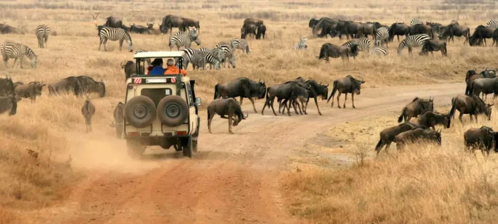 Serengeti Wildebeest Migration Safari