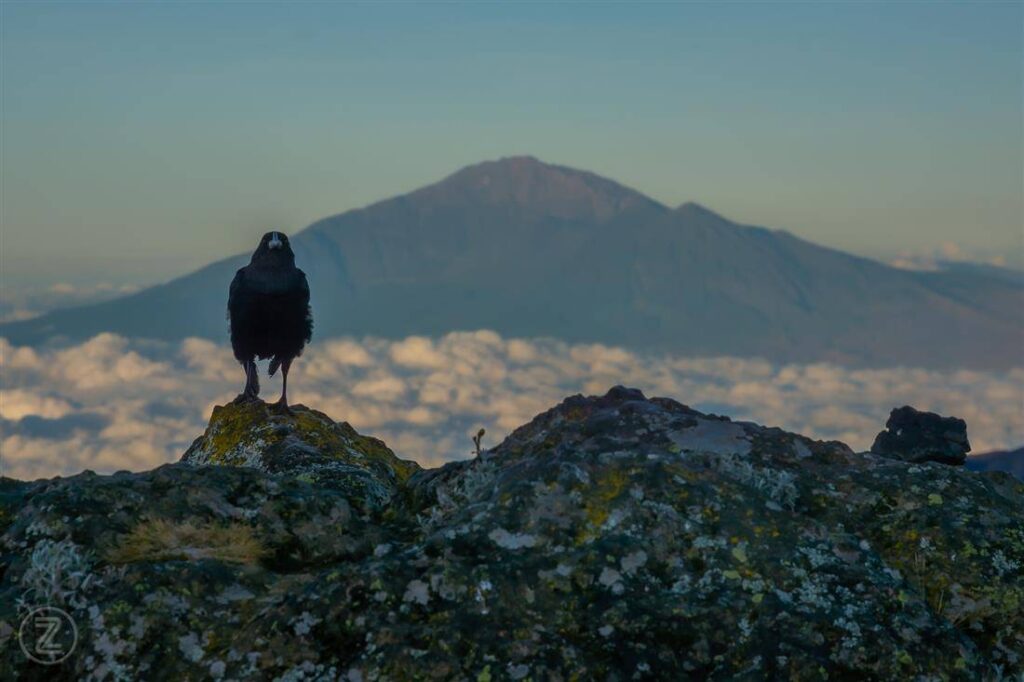 mount kilimanjaro guide