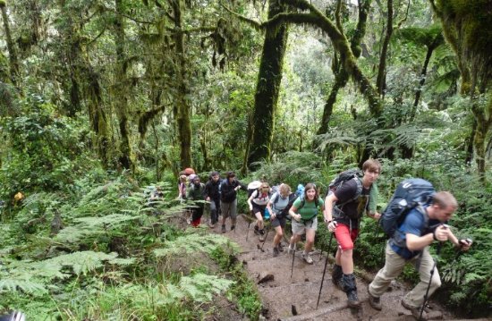 Kilimanjaro Short Trek